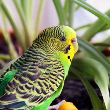Wavy parrot close up on a background of plants Stock Photos