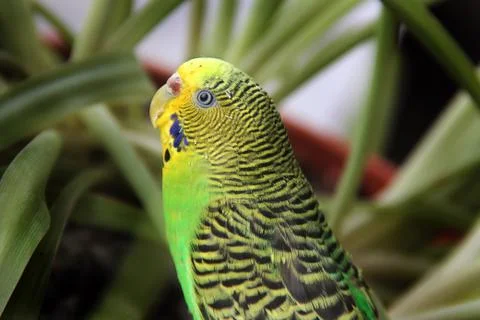 Wavy parrot close up on a background of plants Foto stock