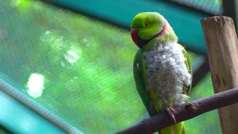 Wavy parrot perched on a perch Stock Footage 79379429