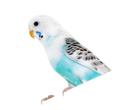 Wavy parrot Stock Photos