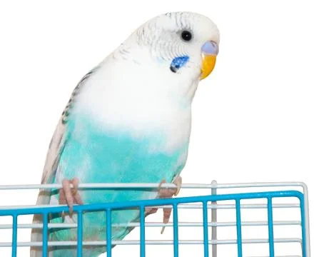 Wavy parrot Stock Photos