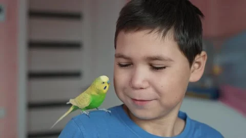 Wavy parrot playing with the boy Stock Footage 241016955