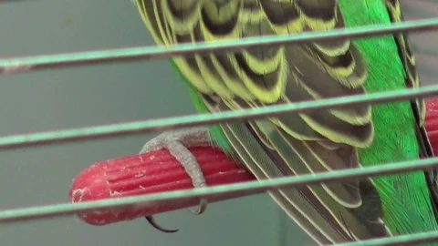 Wavy parrot sits on a perch in a cage, close-up Stock Footage 87310066