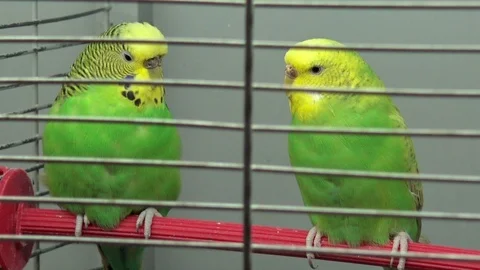 Wavy parrot sits on a perch in a cage, close-up Stock Footage 87310243