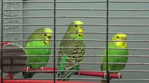 Wavy parrot sits on a perch in a cage, close-up Stock Footage 87310381