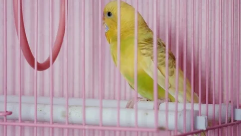 A wavy parrot is sitting in a cage Stock Footage 73214505