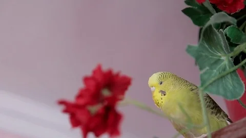 Wavy parrot, yellow parrot Stock Footage 87617016