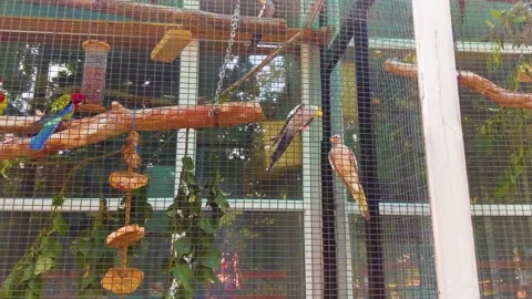 Wavy parrots of different colors behind the bars in the zoo. Video stock 230993642