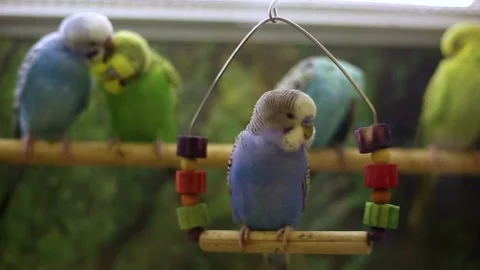 Wavy parrots of different colors in the pet store Stock Footage 218615831