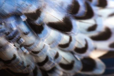 Wavy parrot's feathers Stock Photos