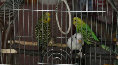 Wavy parrots Stock Footage 56538741