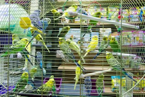 Wavy parrots in the hutch 스톡 사진