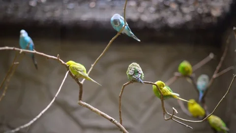 Wavy parrots on tree Stock Footage 98986333