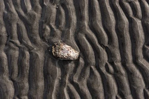 Wavy pattern of sand on a beach with a lonely shell. Stock Photos