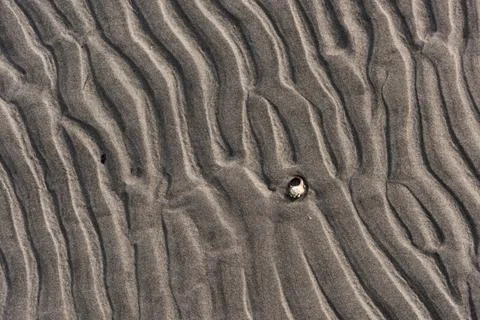 Wavy pattern of sand on a beach with a lonely shell. Stock Photos