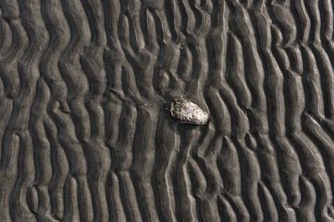 Wavy pattern of sand on a beach with a lonely shell 写真素材