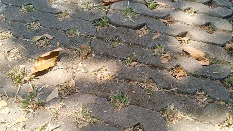 Wavy paving block pattern on ground Stock Footage 340118452