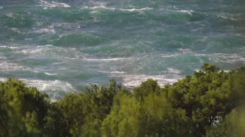 Wavy sea behind pine trees Stock Footage 168777315