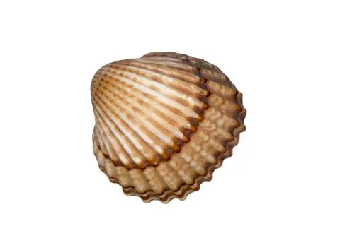 A wavy shell on a white background Stock Photos
