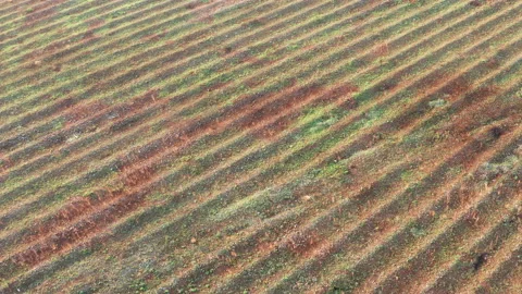 Wavy surface of an uncultivated land in a former vineyard site. Aerial top view. Stock Footage 137425428