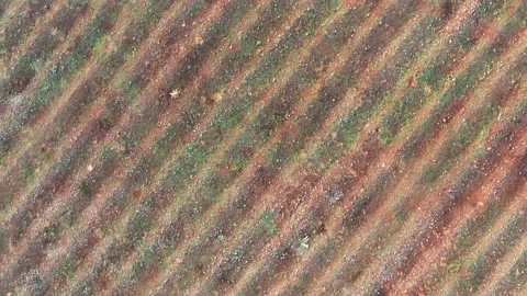 Wavy surface of an uncultivated land in a former vineyard site. Aerial top view. Stock Footage 137434591