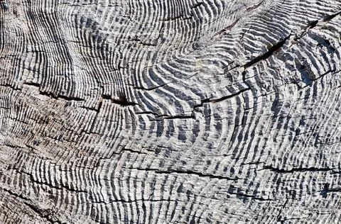 Wavy Tree Rings Stock Photos