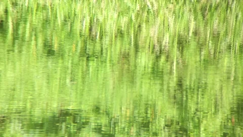 Wavy water reflection in the pond Stock Footage 254484532