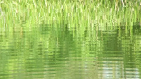 Wavy water reflection in the pond Stock Footage 254484592