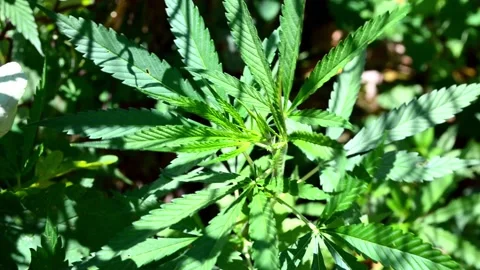Wavy from wind cannabis leaves, wild hemp 4 k footage. Natural drug for medical Stock Footage 223020049