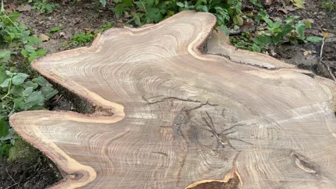 Wavy wood texture Stock Footage 218359548