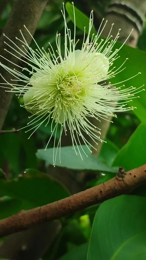 Wax Apple Flower Bloom Stock Footage 328438748