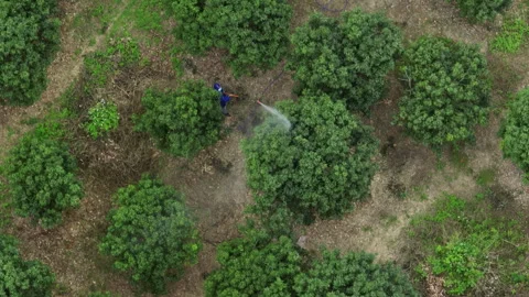 Wax apple grow on tree Stock Footage 264228980