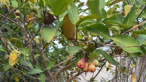 Wax Apple Java appale, wax apple , Syzygium samarangense fruits on tree. tree is Stock Footage 293775150
