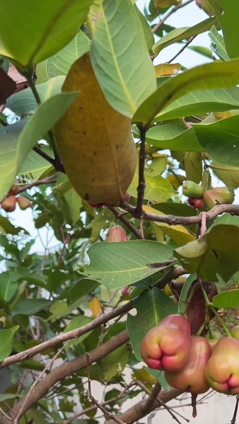 Wax Apple Java appale, wax apple , Syzygium samarangense fruits on tree. tree is Stock Footage 293974325