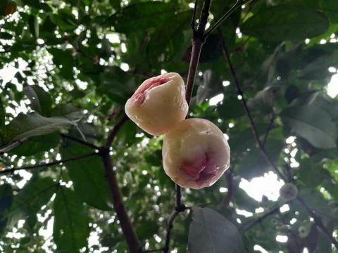 Wax apple, java apple, rose apple, or wax jambu fruits in the tree. Stock Photos