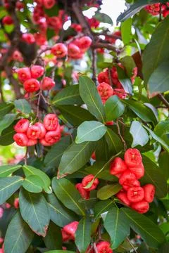 A wax apple tree full of fruit Stock-Fotos