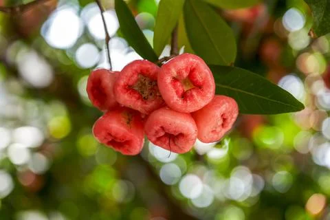 A wax apple tree full of fruit Fotos de archivo