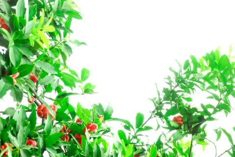 Wax apple tree Stock-Fotos