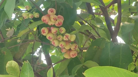 Wax Apples Ripening on Tree Branch, Leaves Swaying in Wind, Zoom Shot Stock Footage 343716420