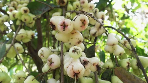 Wax apples on the tree. Java apple hang on the tree. Ripe fruit. Stock Footage 284942137