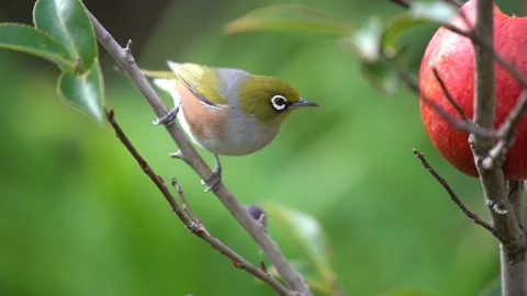 A Wax eye also known as a white eye bird in a New Zealand garden Stock Footage 132081143