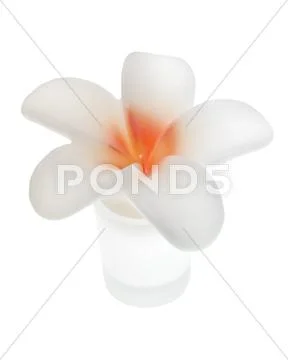 Wax flower Stock Photos