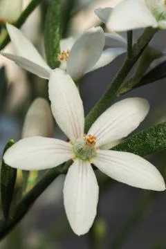 Wax Flower Stock Photos