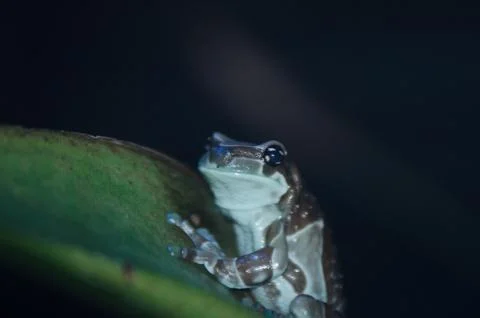 Wax Frog Stock Photos