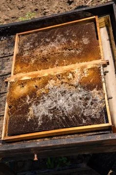 Wax moth. Beekeeping. Pests of active hives. Infected bee nest. Stock Photos