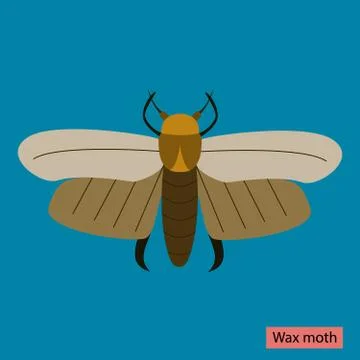 Wax moth Stock Illustration