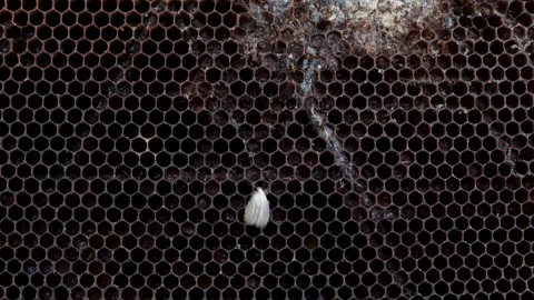 Wax moth perched on a honeycomb frame, a frequent nuisance for beekeepers Video stock 277208954