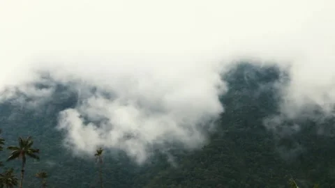 Wax palm top trees and a jungle hill behin the clouds on Cocora Valley geogra Stock Footage 210100162