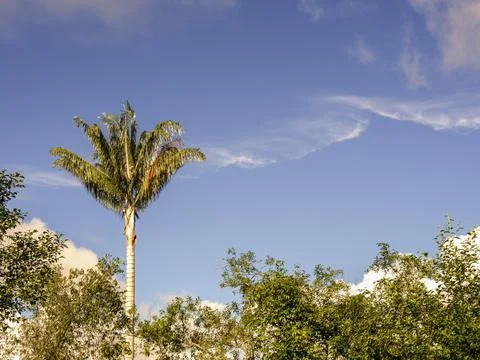 A wax palm tree elevates over a forest near the colonial town of Villa de Ley Stock Photos