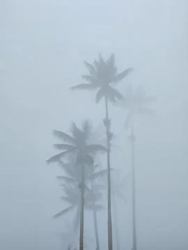Wax palm trees appearing through dense fog Stockfoto's